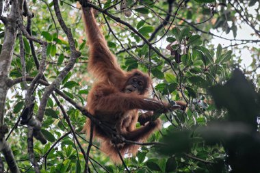 Genç dişi orangutan Sumatra yağmur ormanlarında ağaca tırmanıyor.