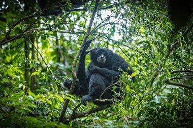 Sumatra Endonezya 'nın ormanındaki ağaçta oturan siyah şablon.