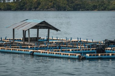 Batı Sumatra Endonezya 'da denizdeki Oyester veya balık çiftliği