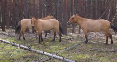 Ormanda przhevalsky atları sürüsü