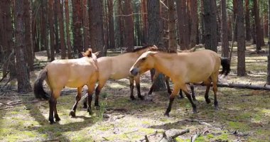 Ormanda przhevalsky atları sürüsü