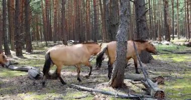 Ormanda przhevalsky atları sürüsü