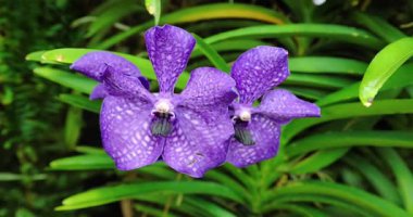 Mor kaplan orkideleri bahçeyi kapatır