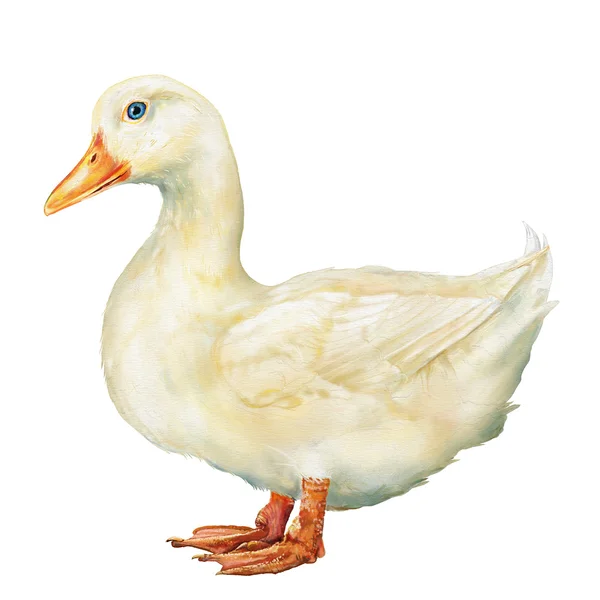  holly spirit yangında Eucharist