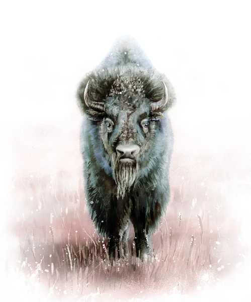 Wild bison man — Stockfoto