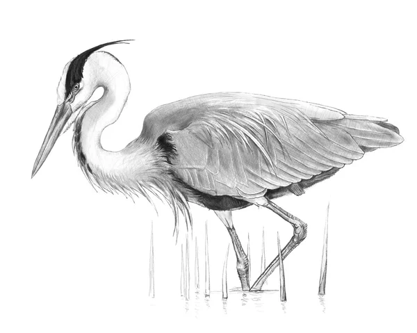 gri balıkçıl suluboya