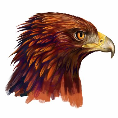 Avrasya kartal başını