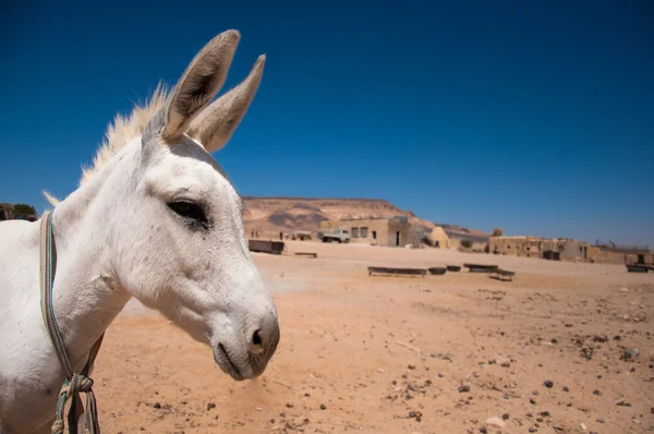Weißer Esel auf syrisch — Stockfoto