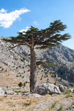 Sedir (Cedrus sediri)