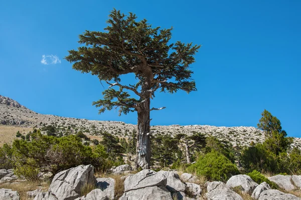 Sedir (Cedrus sediri)