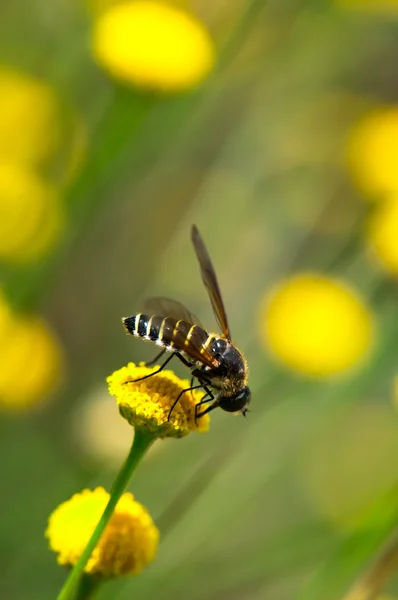 Honey Bee and flowers — Stock Photo, Image