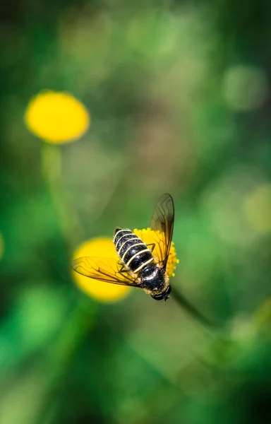 Медова бджола і квіти — стокове фото