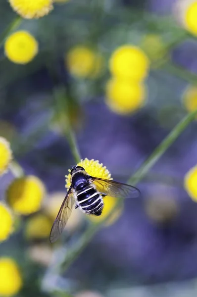 Honungsbiet och blommor — Stockfoto