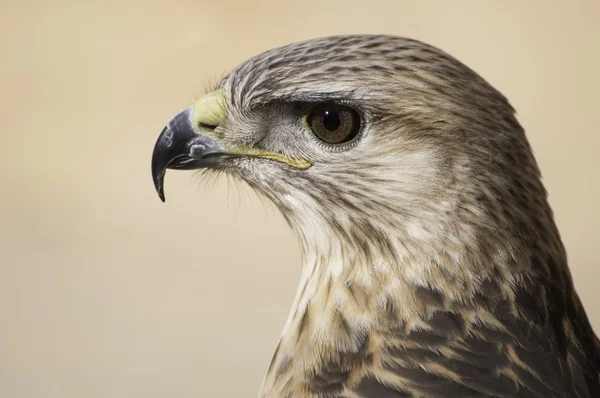 The hawk's eye — Stock Photo, Image