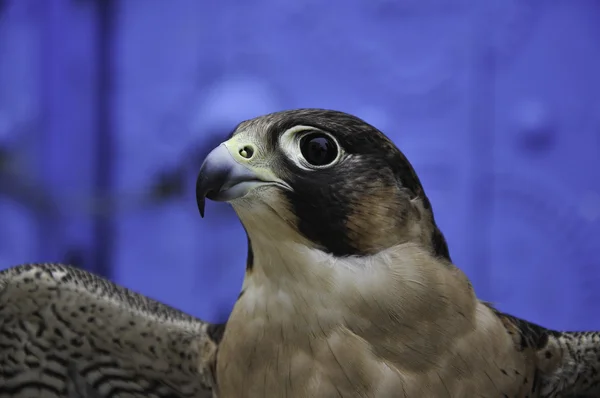 The hawk's eye — Stock Photo, Image