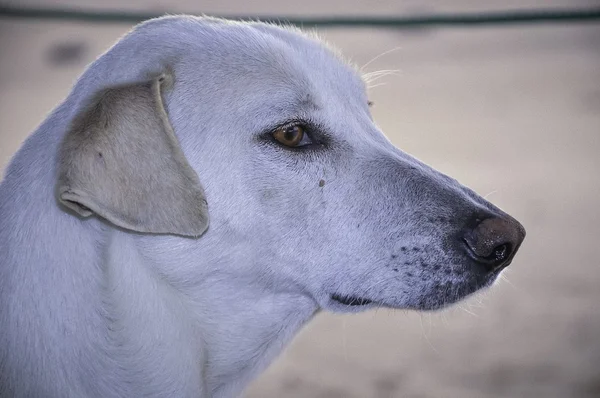 砂漠で犬 — ストック写真