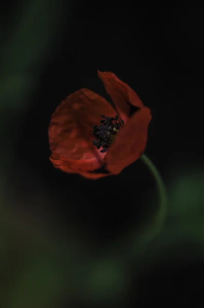 Çiçek. — Stok fotoğraf