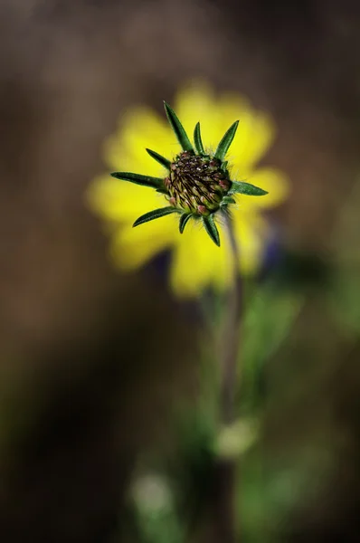 Flor —  Fotos de Stock