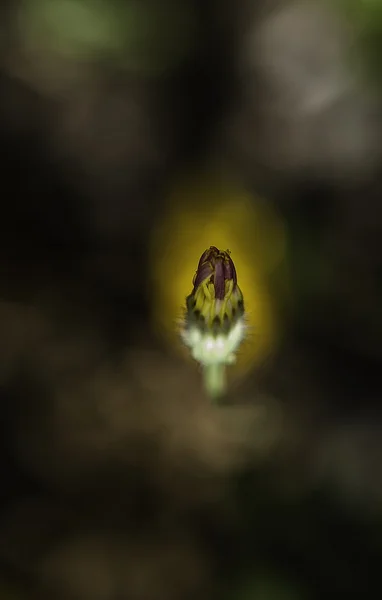 Flor — Foto de Stock