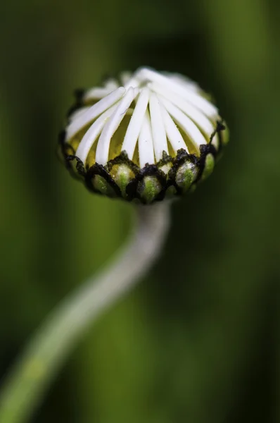 Margarida — Fotografia de Stock