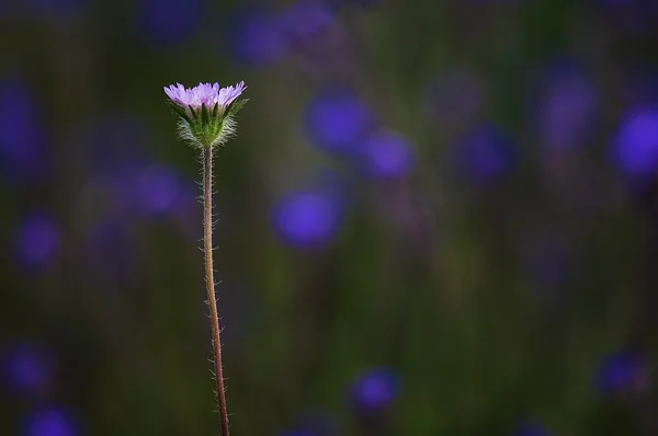 Flor — Fotografia de Stock