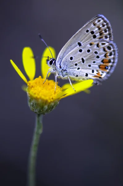 Borboleta — Fotografia de Stock