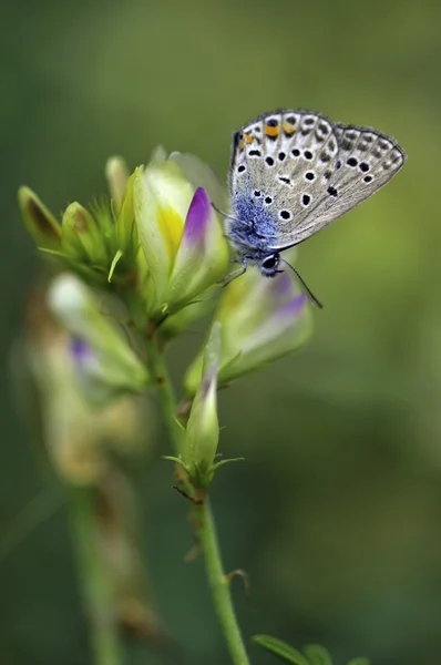 Borboleta — Fotografia de Stock