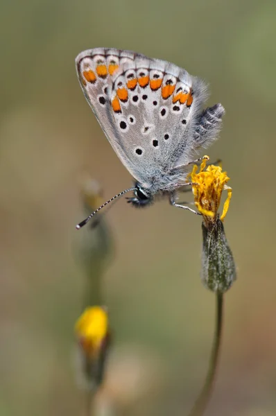 Borboleta — Fotografia de Stock