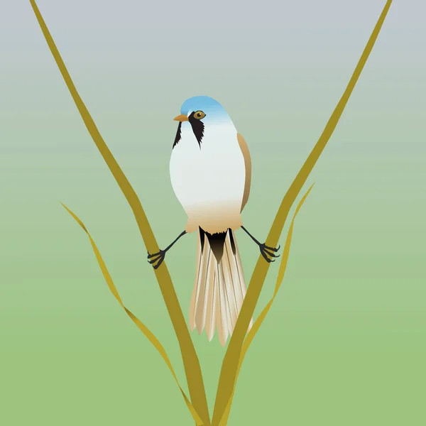 大胡子芦苇的数字矢量图解 这只鸟处于两种芦苇茎之间的一种伸展状态 — 图库矢量图片