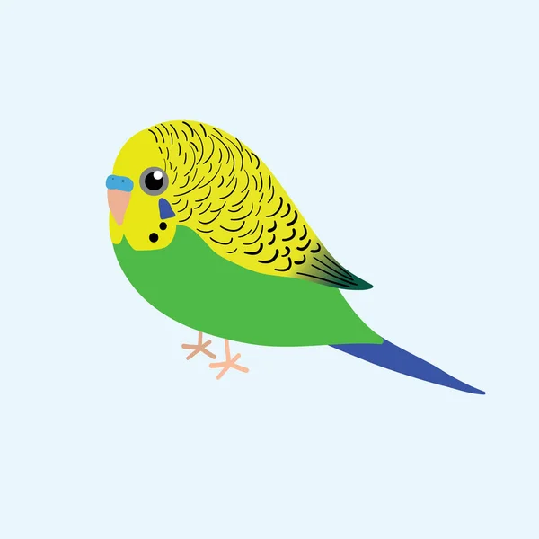 Illustrazione Simpaticissimo Budgie Verde Uccello Maschio — Vettoriale Stock