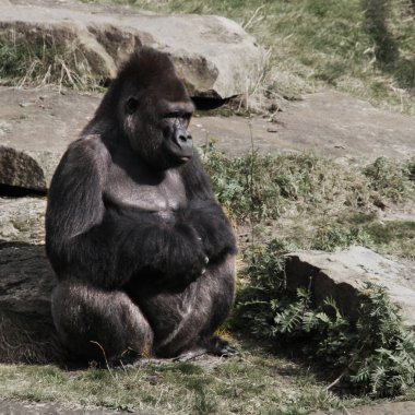 Goril yerde oturuyor ve sağa bakıyor. Üzgün görünüyor..