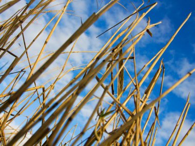 Biraz bulutlu mavi gökyüzüne karşı şişmiş sazlıklar