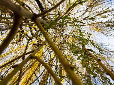 Ağlayan bir söğüt ağacının sallanan dallarına yakın çekim