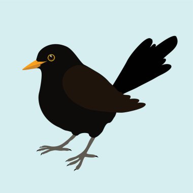 An illustration of a blackbird. It's a male bird and the background is pale blue. The bird is cut out. clipart