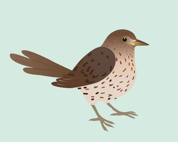 Illustration Song Thrush Background Pale Green Bird Cut Out — Archivo Imágenes Vectoriales