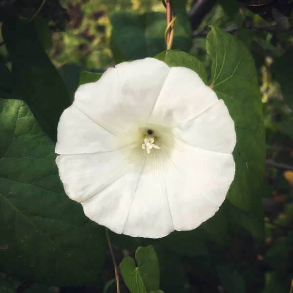 Hedge Bindweed Flower Single Flower Close — 스톡 사진