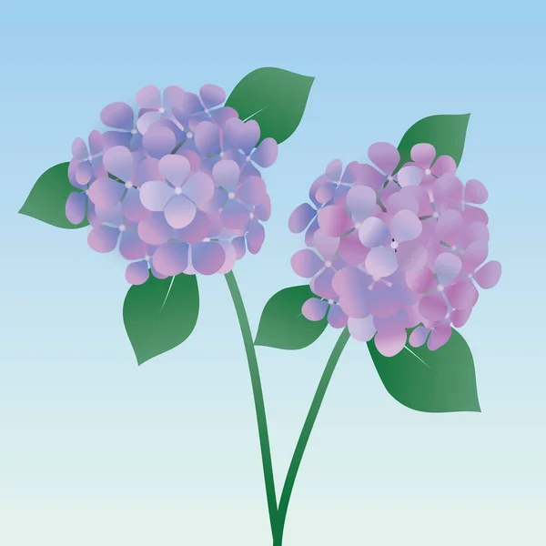 Illustration Two Hydrangea Flowers Leafs Stems Purple Blue — Stock Vector