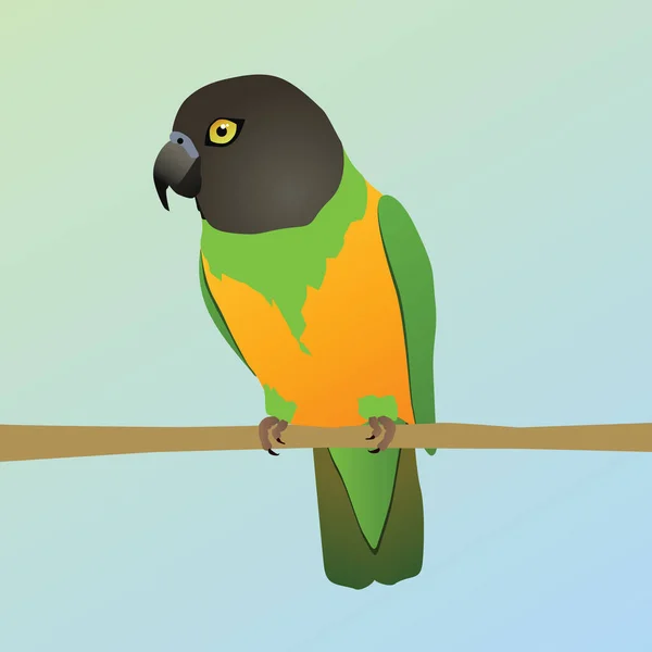 Una Ilustración Vectorial Loro Senegal Pájaro Está Encaramado Una Rama — Vector de stock