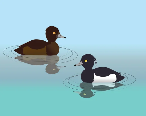 Eine Vektorillustration Von Entenpaaren Die Wasser Schwimmen Ihr Spiegelbild Ist — Stockvektor