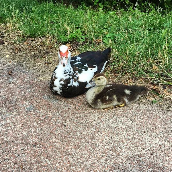 Pato Moscovita Patito Sentado Lado Camino Camino Grava Lado Del — Foto de Stock