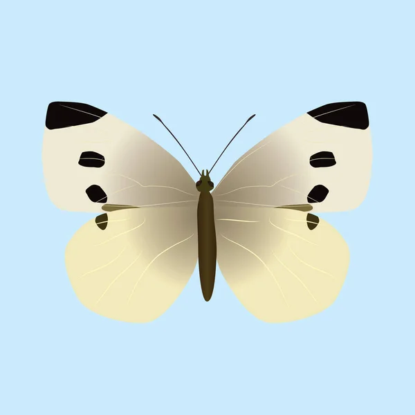 Pieris Rapae Veya Küçük Beyaz Kelebek Böcek Mavi Arkaplanda Kesilir — Stok Vektör