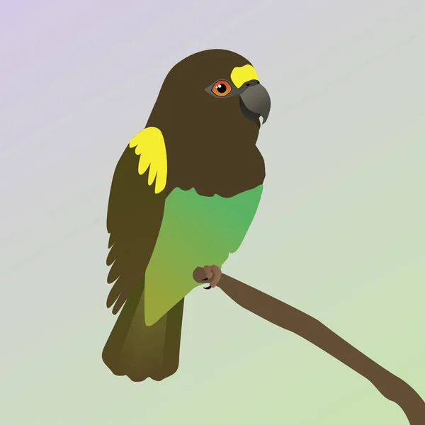 Uma Ilustração Vetorial Papagaio Meyer Pássaro Está Empoleirado Galho —  Vetores de Stock