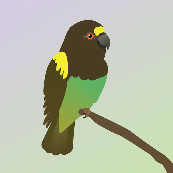 Een Vector Illustratie Van Een Meyer Papegaai Vogel Zit Een — Stockvector