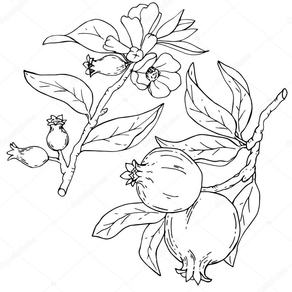 Hand drawn monochrome pomegranates branches with flowers for colored book isolated elements vector illustration