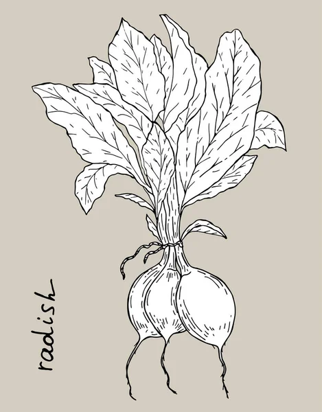 Dessin Botanique Végétal Radis Avec Illustration Lettrée — Image vectorielle