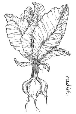 sebze botanik ana hatları harf vektör illüstrasyonlu turp çizimi