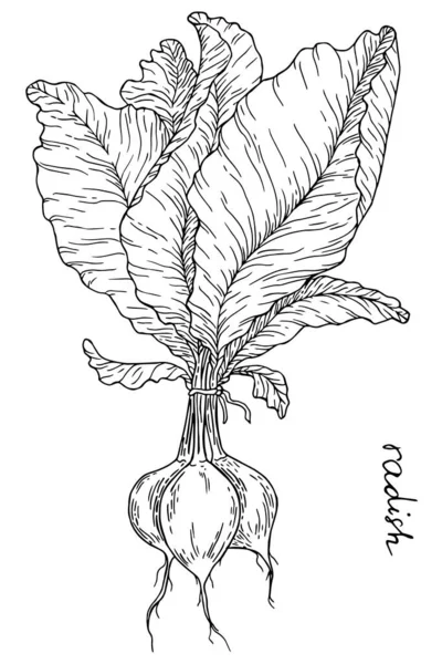 Esboço Botânico Vegetal Desenho Rabanete Com Ilustração Vetorial Lettering —  Vetores de Stock