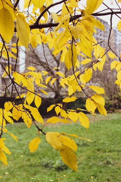 Prachtige Gele Bladeren Aan Bomen Herfst — Stockfoto