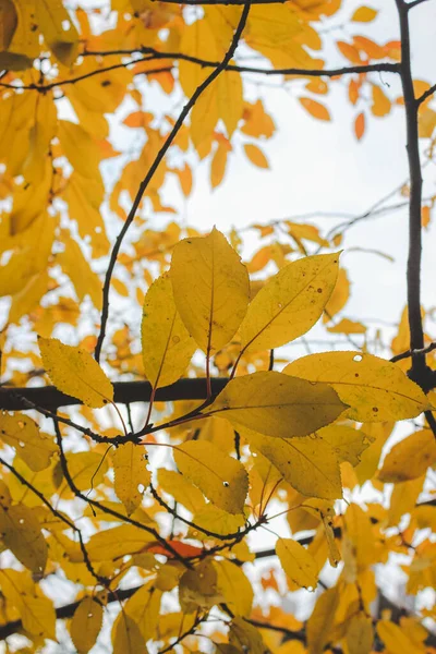 Prachtige Gele Bladeren Aan Een Boom Herfst Kiev Oekraïne — Stockfoto