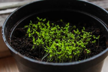 Genç roka demlikte filizlenir.